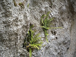 巖,性質(zhì),石