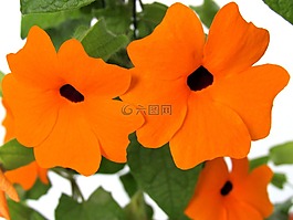 花,橙花,廠