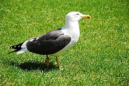 海鷗,鳥(niǎo),澤福格爾
