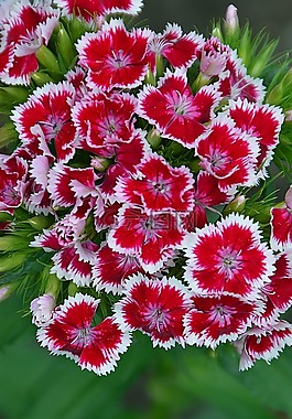 花卉,性質(zhì),植物