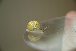 花園里的蝸牛,貝殼,彈頭