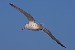 鷗,飛行,鳥