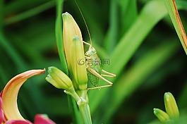 草,蚱蜢,關(guān)閉
