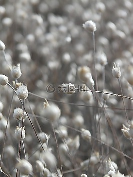干花,白,字段