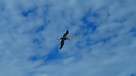 鸟,天空,翅膀