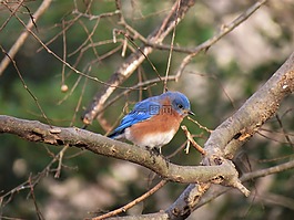 自然,鳥(niǎo),野生動(dòng)物