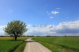 景觀,性質(zhì),樹