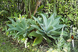多汁,植物,熱帶