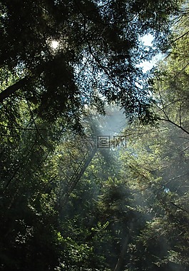 樹,陽光,森林