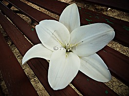谵妄,白,花