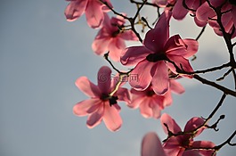 花,鮮花,藍色的天空