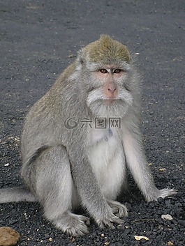猴子,動(dòng)物,野生動(dòng)物