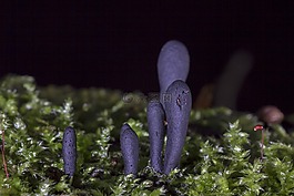 蘑菇,蘑菇组,keulenpilz