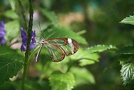 蝴蝶,昆蟲,花