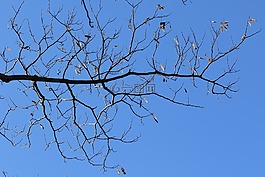木材,茄子,冬季
