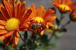 蜜蜂,花,昆蟲