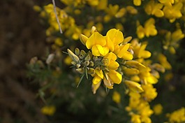 黃色,鮮花,自然