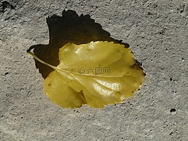 秋季,葉子,楊樹葉