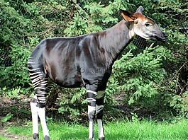 okopi,林地長(zhǎng)頸鹿,動(dòng)物園