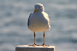 鷗,鳥(niǎo),鳥(niǎo)類(lèi)