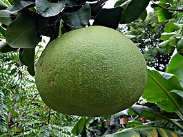 柚子,水果,柑橘 paradisi