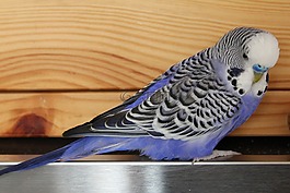 便宜,藍(lán)色,鳥