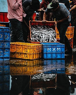 魚,釣魚,板條箱