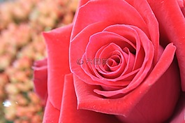 花,紅色,宏