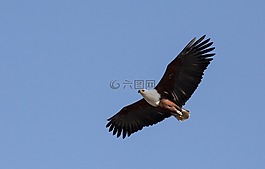 禿頭鷹,飆升,鳥