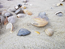 外殼,海灘,沙