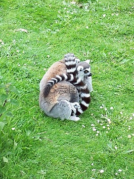動(dòng)物園,狐猴,動(dòng)物