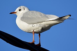 海鷗,動(dòng)物,鳥