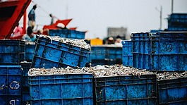 魚,釣魚,板條箱