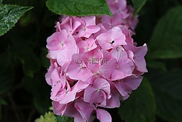 花,自然,植物區(qū)系