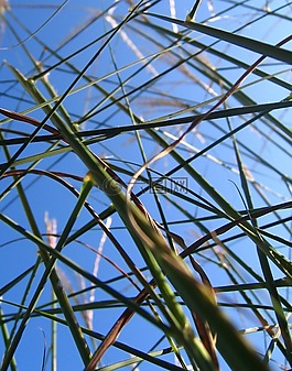 草,halme,天空