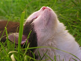 小貓,貓,黑與白