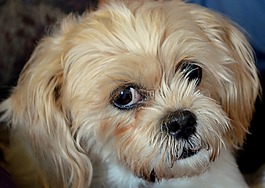 狗,小獵犬,混合