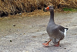 國內(nèi)鵝,鵝,灰鵝
