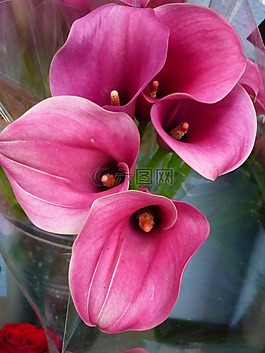花,馬蹄蓮,性質(zhì)