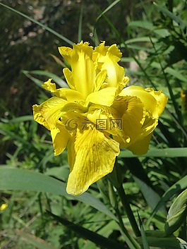 虹膜,黄色,花