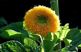 性質(zhì),花,向日葵