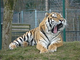 虎,動物,動物園