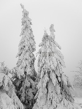 樹木,冰,弗羅斯特