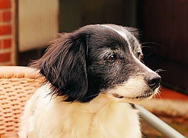 狗,男性,肖像