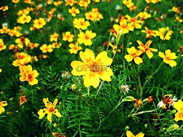 花多,鮮花,黃色