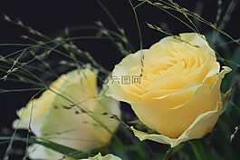 玫瑰,花,玫瑰綻放