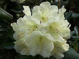 黃杜鵑,春,花