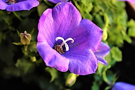 花,紫,性質(zhì)