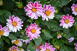鮮花,龐大的受眾群體,花園