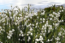 花,性質(zhì),廠